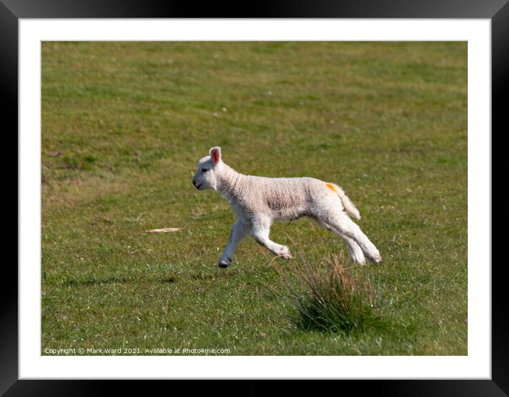 Happy Lamb Framed Mounted Print by Mark Ward