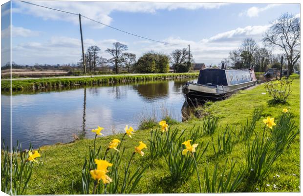 Daffodils by the Leeds Liverpool canal Canvas Print by Jason Wells