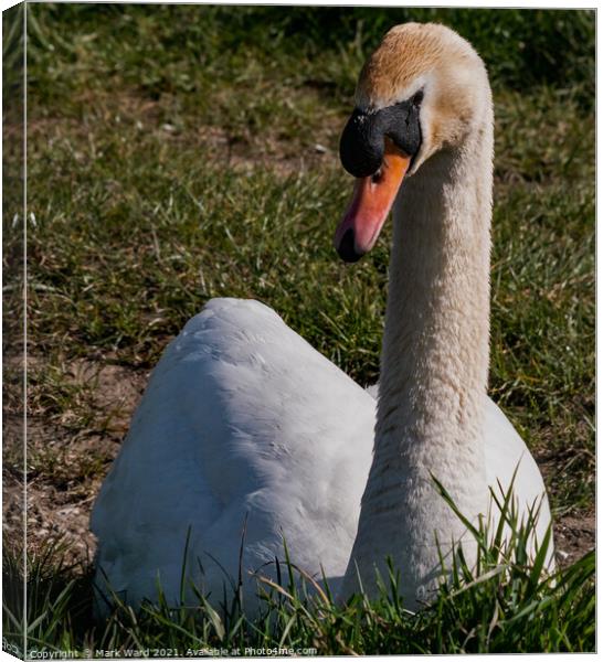The Grace of a Swan Canvas Print by Mark Ward