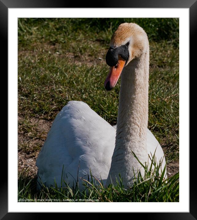 The Grace of a Swan Framed Mounted Print by Mark Ward