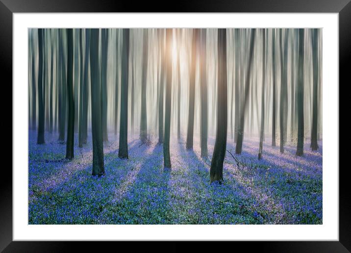 Enchanted Bluebell Forest Framed Mounted Print by Graham Custance