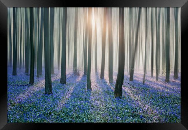 Enchanted Bluebell Forest Framed Print by Graham Custance