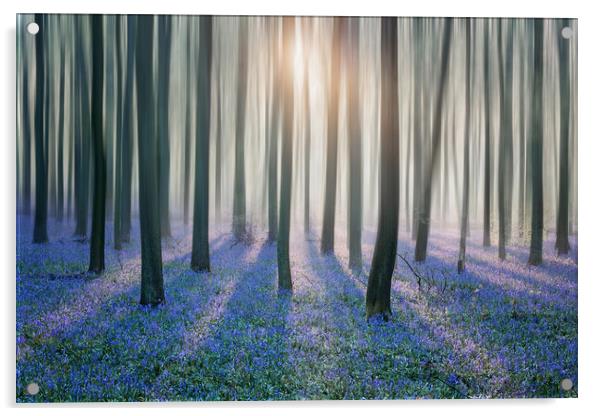 Enchanted Bluebell Forest Acrylic by Graham Custance