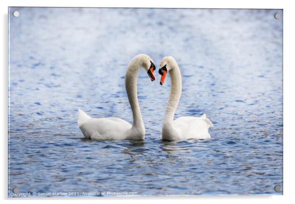 Swan during their courtship ritual Acrylic by Simon Marlow
