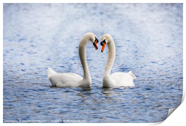 Swan during their courtship ritual Print by Simon Marlow