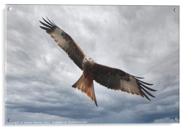 Majestic Red Kite Soaring Through Shropshire Skies Acrylic by Simon Marlow