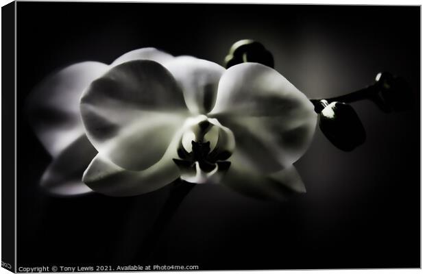 Orchid Canvas Print by Tony Lewis
