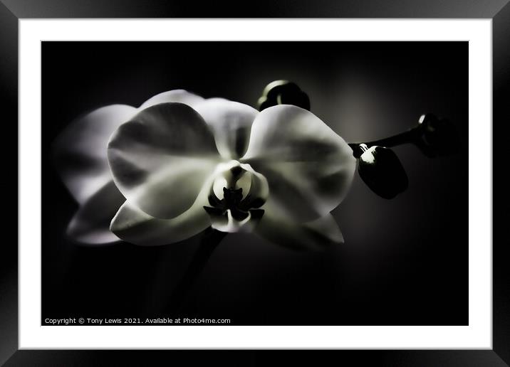 Orchid Framed Mounted Print by Tony Lewis