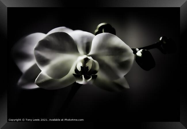 Orchid Framed Print by Tony Lewis