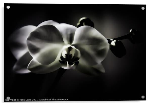 Orchid Acrylic by Tony Lewis