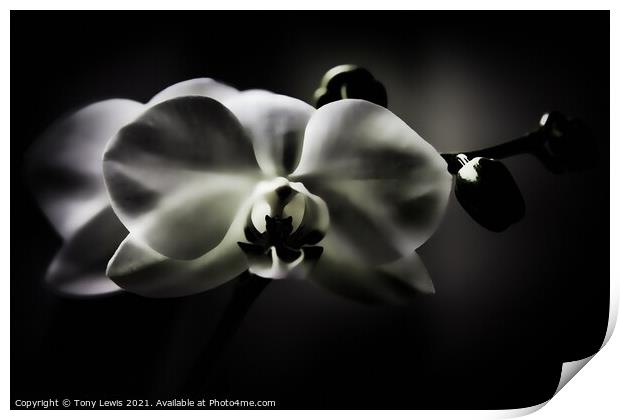 Orchid Print by Tony Lewis