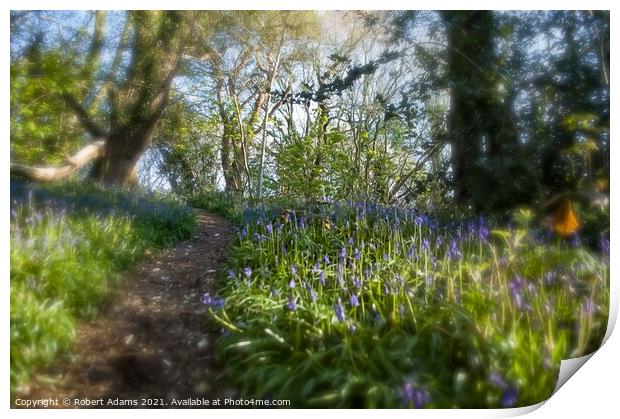 Bluebells down the Valley  Print by Robert Adams