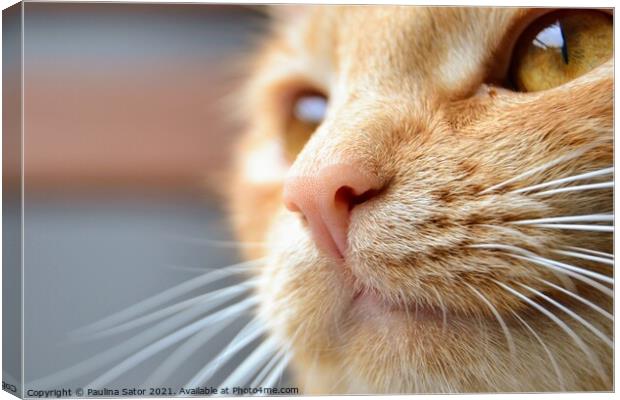 Close-up portrait of redhead cat Canvas Print by Paulina Sator