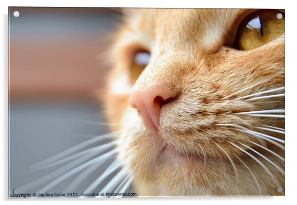 Close-up portrait of redhead cat Acrylic by Paulina Sator