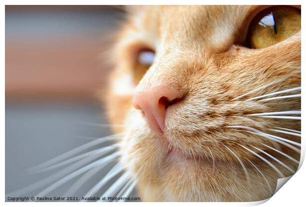 Close-up portrait of redhead cat Print by Paulina Sator