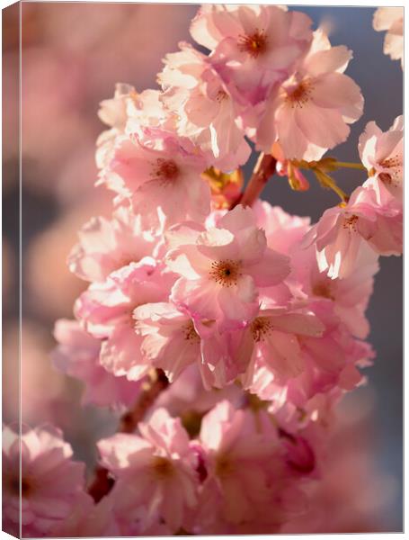 sunlit Cherry Blossom Canvas Print by Simon Johnson