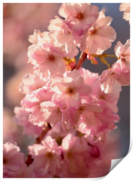 sunlit Cherry Blossom Print by Simon Johnson