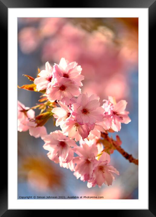 sunlit Cherry Blossom Framed Mounted Print by Simon Johnson