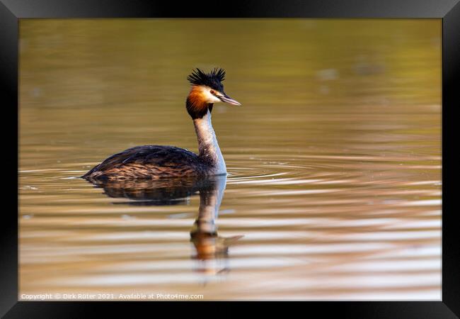 Great crested grebe (Podiceps cristatus) Framed Print by Dirk Rüter