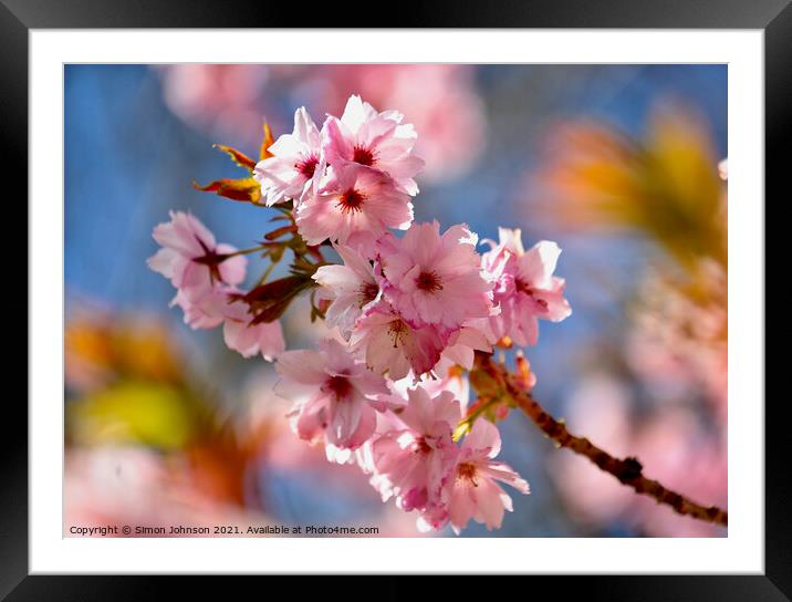 close up of spring Blossom Framed Mounted Print by Simon Johnson