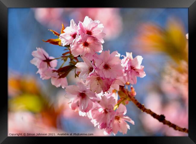 close up of spring Blossom Framed Print by Simon Johnson