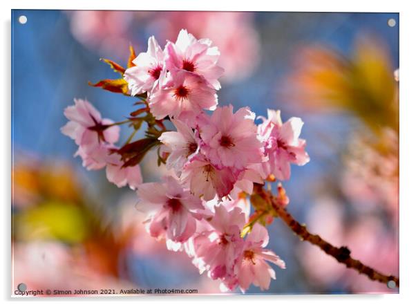 close up of spring Blossom Acrylic by Simon Johnson