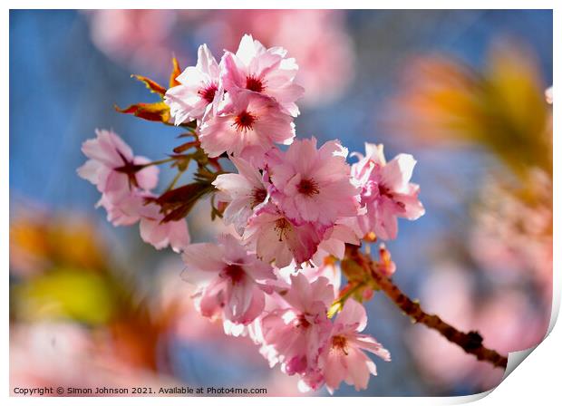 close up of spring Blossom Print by Simon Johnson