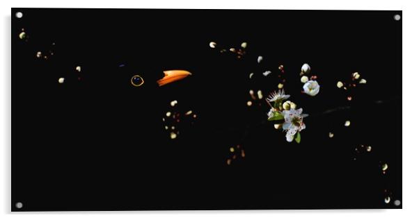 Blackbird and Blossom Acrylic by David Neighbour