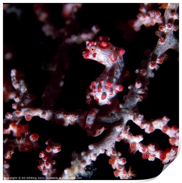 Pigmy Seahorse Print by Ed Whiting