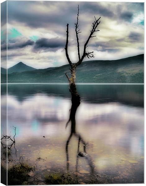 Lone Tree on Loch Rannoch Canvas Print by Aj’s Images
