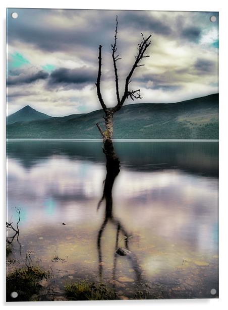 Lone Tree on Loch Rannoch Acrylic by Aj’s Images