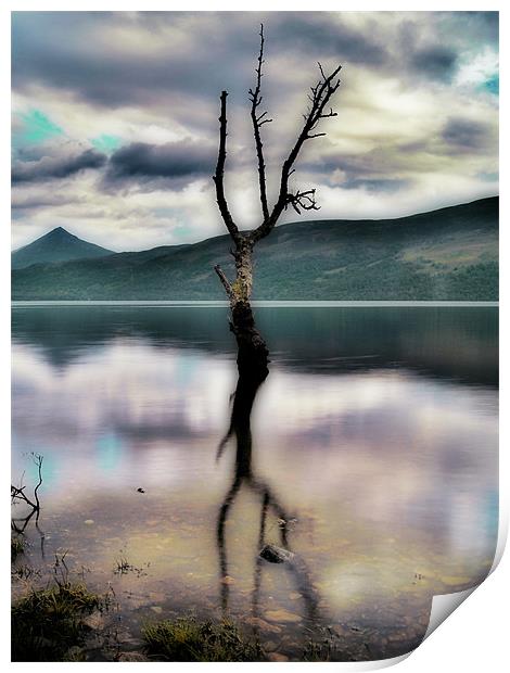 Lone Tree on Loch Rannoch Print by Aj’s Images