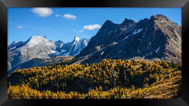 Jumbo Pass British Columbia Canada in Fall with Larch Framed Print by Shawna and Damien Richard