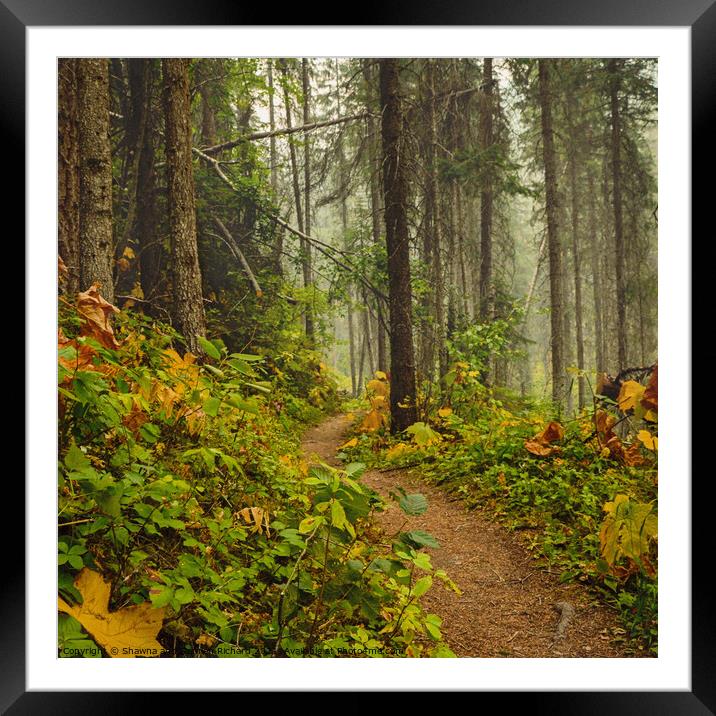 Hiking Trail Kootenay National Park Canada Framed Mounted Print by Shawna and Damien Richard