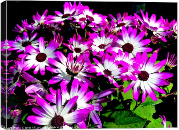 Bycolor Senetti flowers. Canvas Print by john hill