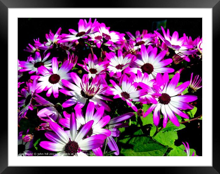 Bycolor Senetti flowers. Framed Mounted Print by john hill