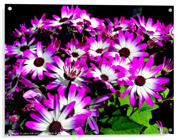 Bycolor Senetti flowers. Acrylic by john hill