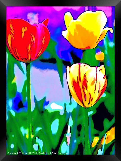 Abstract painting of Tulips Framed Print by john hill