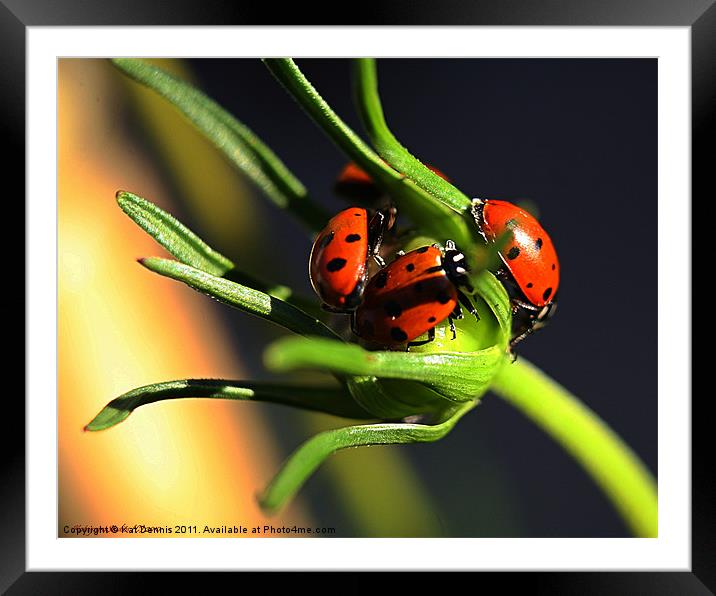 Dog Pile?   No  LADY BUG Pile ! Framed Mounted Print by Kat Dennis