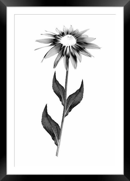 Blooming Rudbeckia flower  Framed Mounted Print by Wdnet Studio