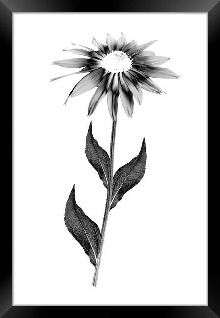 Blooming Rudbeckia flower  Framed Print by Wdnet Studio