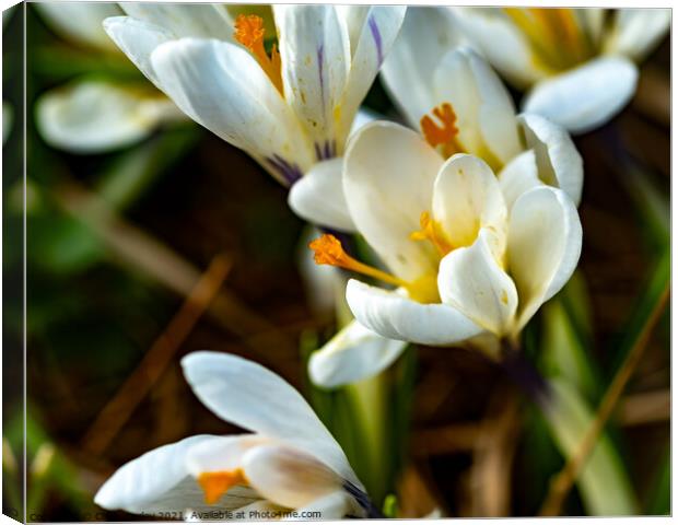 A close up of wild white crocus Canvas Print by Chris Yaxley