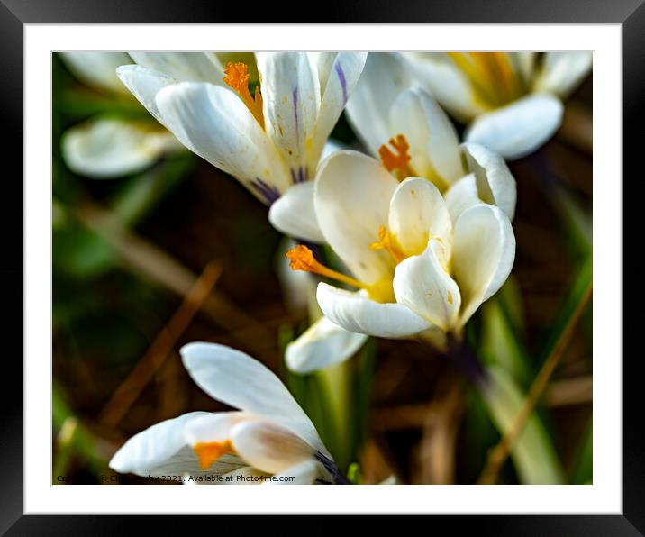 A close up of wild white crocus Framed Mounted Print by Chris Yaxley