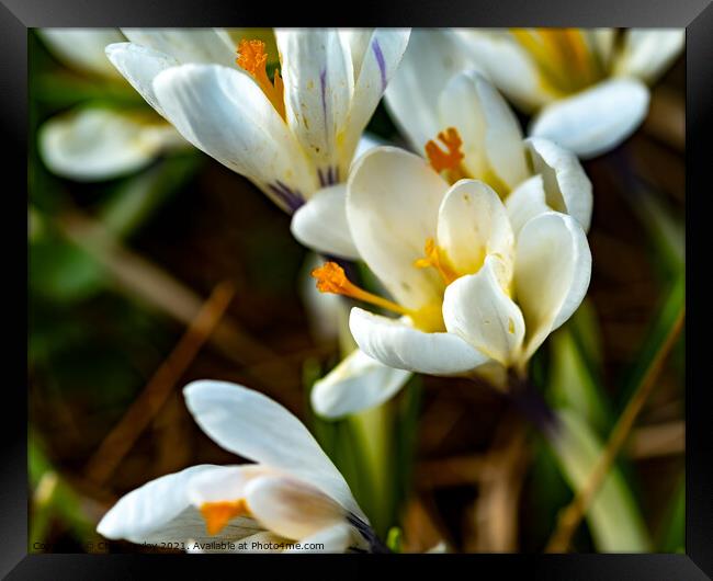 A close up of wild white crocus Framed Print by Chris Yaxley