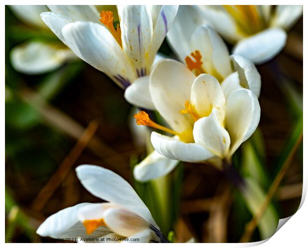 A close up of wild white crocus Print by Chris Yaxley