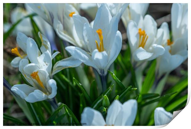 A close up of white crocus flowers growing wild in rural Norfolk Print by Chris Yaxley