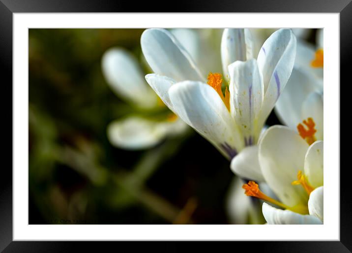 Wild white crocus flowers Framed Mounted Print by Chris Yaxley
