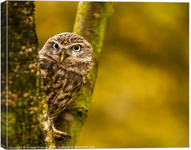 LITTLE OWL WATCHING Canvas Print by Russell Mander