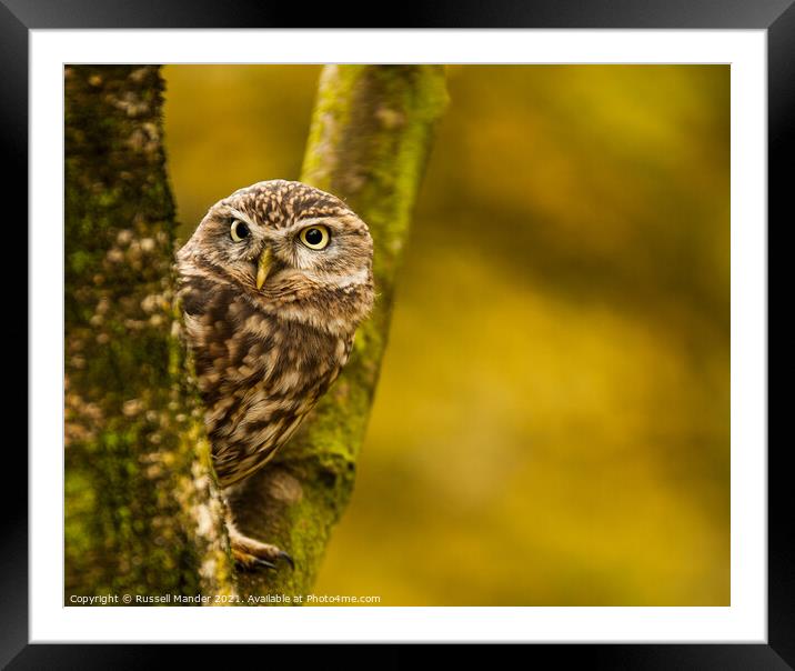 LITTLE OWL WATCHING Framed Mounted Print by Russell Mander