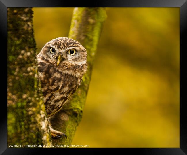 LITTLE OWL WATCHING Framed Print by Russell Mander